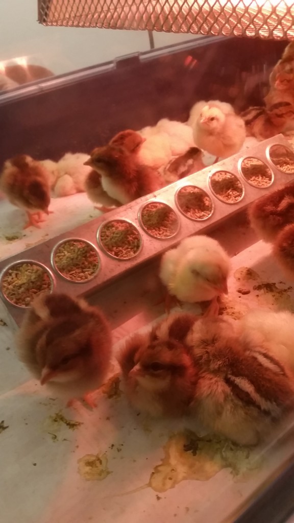 20160306_163245 Gemma Michelstadt Easter Market 16