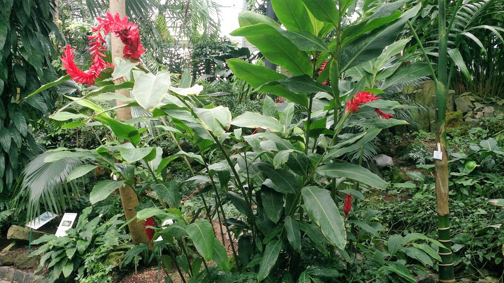 Tropical Plant Kelly PalmenGarten Frankfurt 16