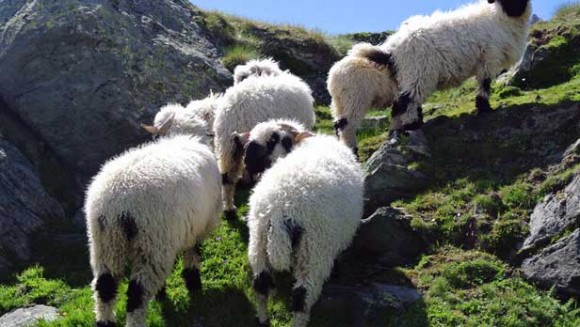 Herd of sheep on the Matterhorn Mountain in Switzerland