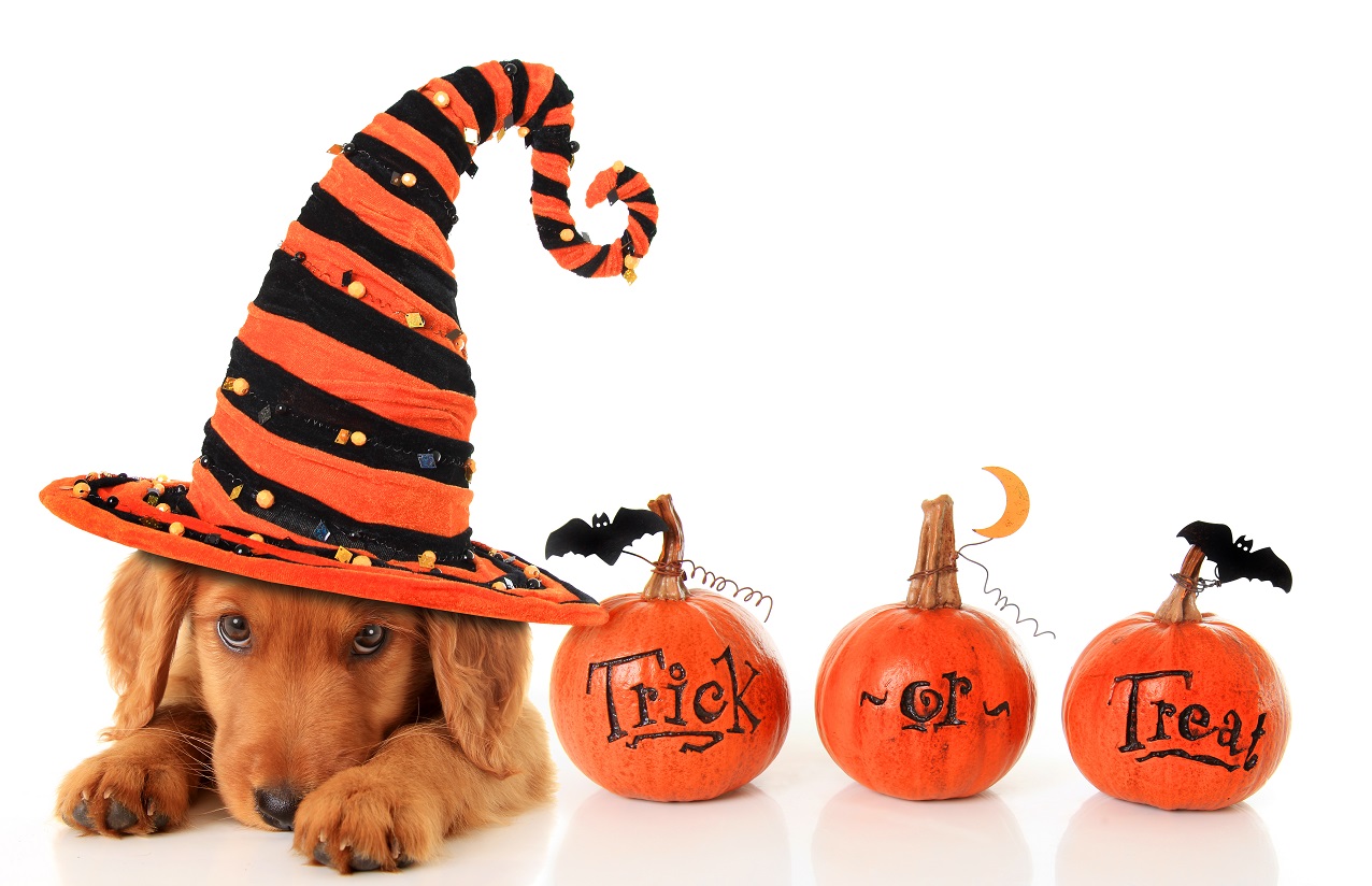 Halloween Treats for Dogs