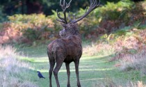 Richmond Park London