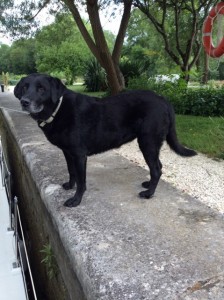 Our greeter at Montbard lock