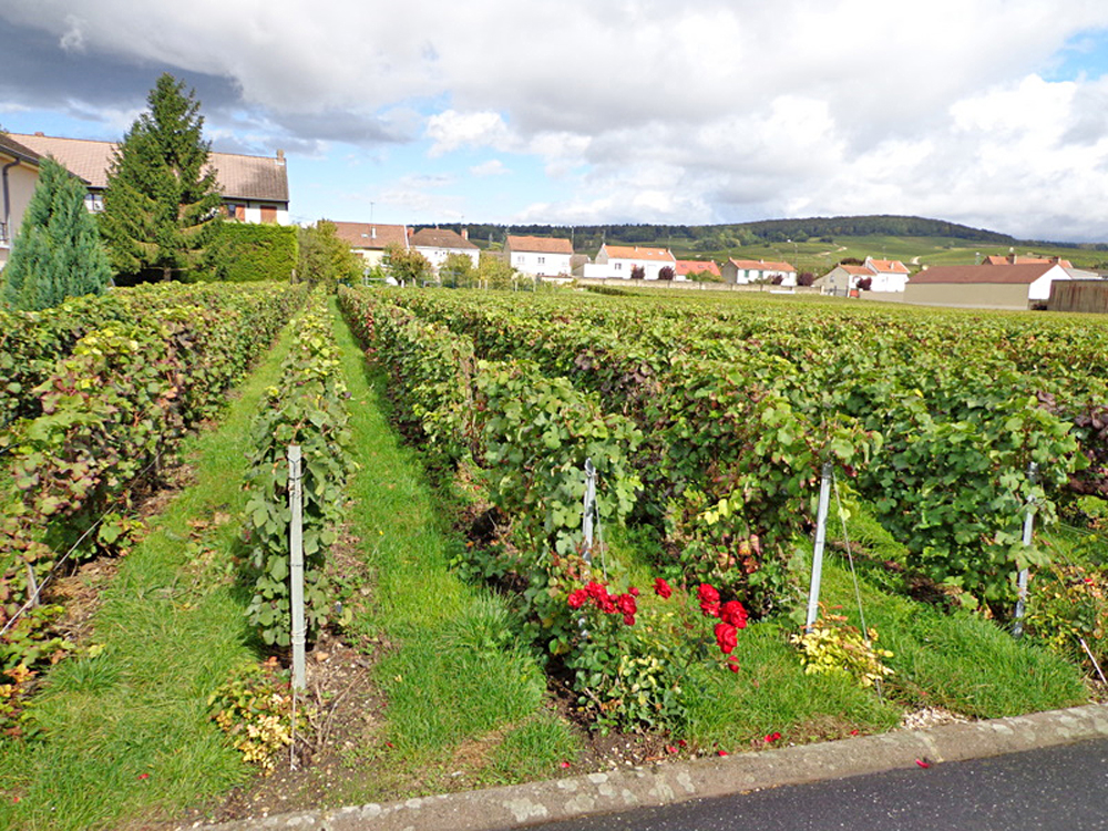 Take a Visit to Champagne in France