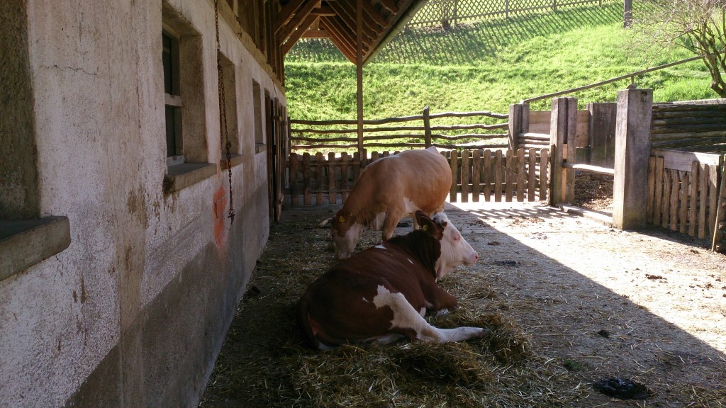 Vogtsbauhof cows