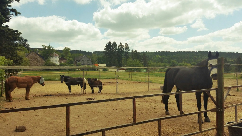 Ponyhof Schanze horses in stable