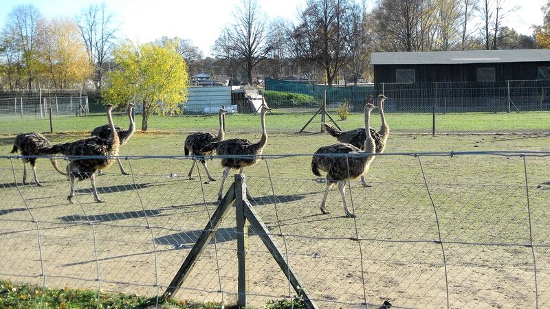 Farm juvenile ostrich Kelly Straussenfarm Mhou – An Ostrich Farm