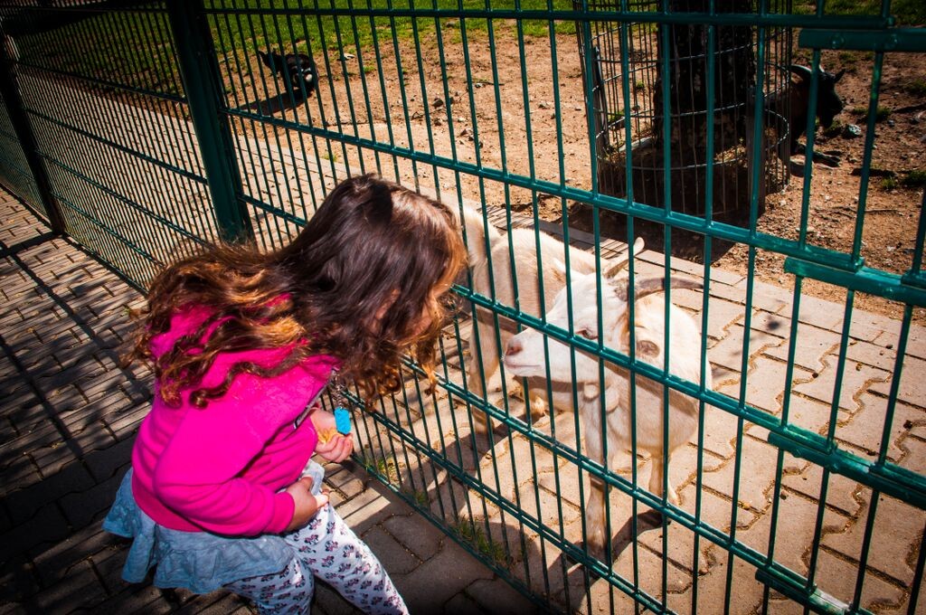 girl looking at goat 1295 Gemma Opel Zoo