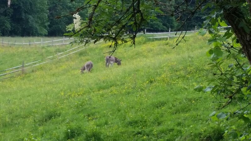 Donkey Farm Wendy Lovely Little Towns