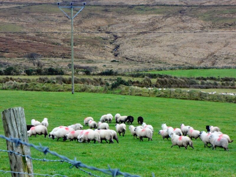 Photo 8 Cheryl The Best of Ireland in 5 Days ~ Part 2, Dingle Peninsula