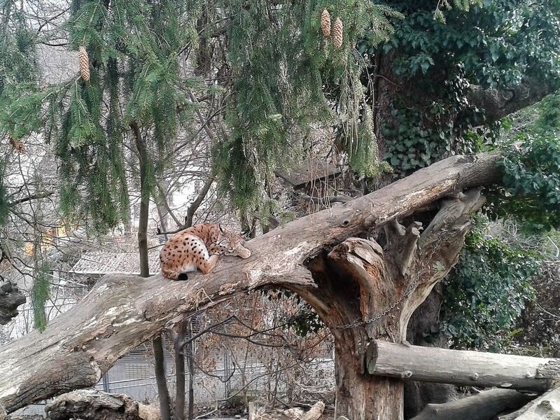 Zoo lynx Kelly Ringing in the New Year in Innsbruck