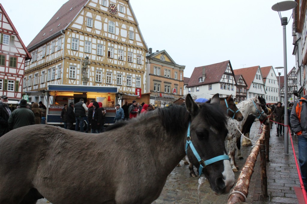 Horse market Wendy Leonberg Horse Market 16