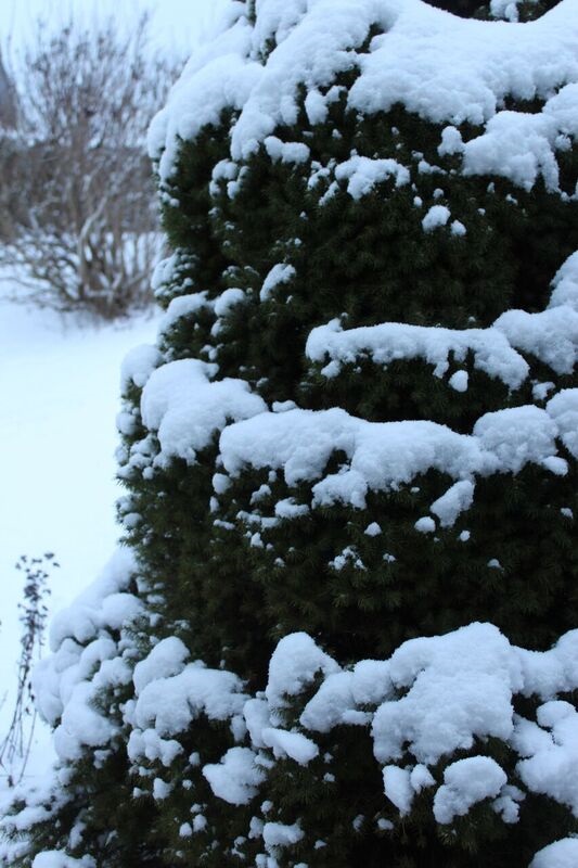 Winter tree Wendy Winter fun in the Black Forest