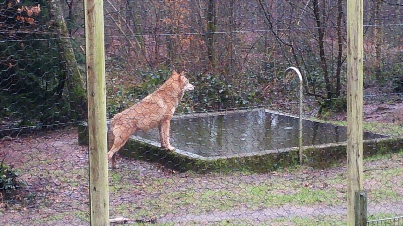 Wolf at Water Kelly Merzig Wolf Park 16