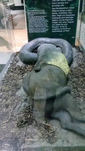 Anaconda Eating Pig Kelly Senckenberg Musuem In Frankfurt 16
