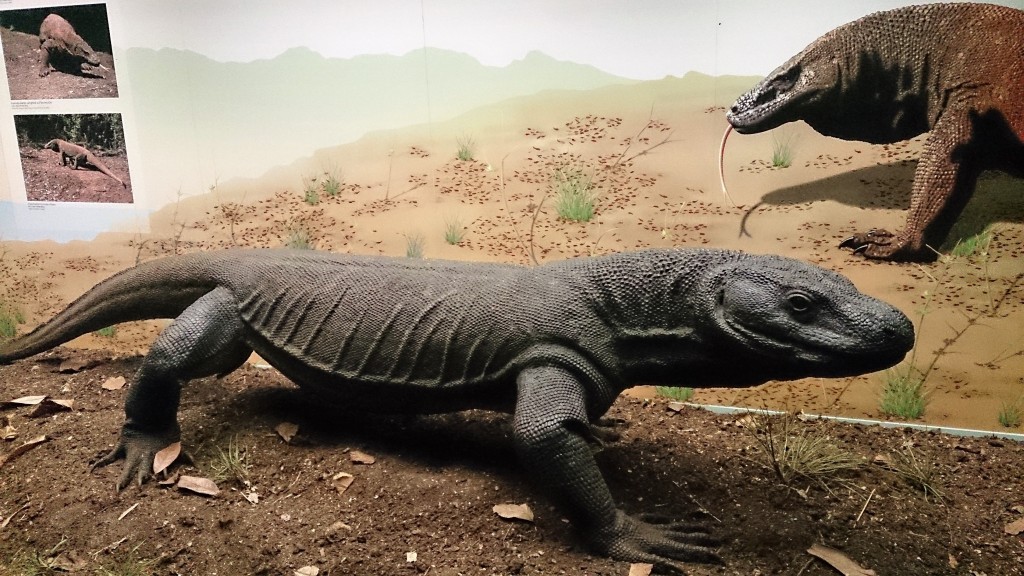 komodo dragon Kelly Senckenberg Musuem in Frankfurt 16