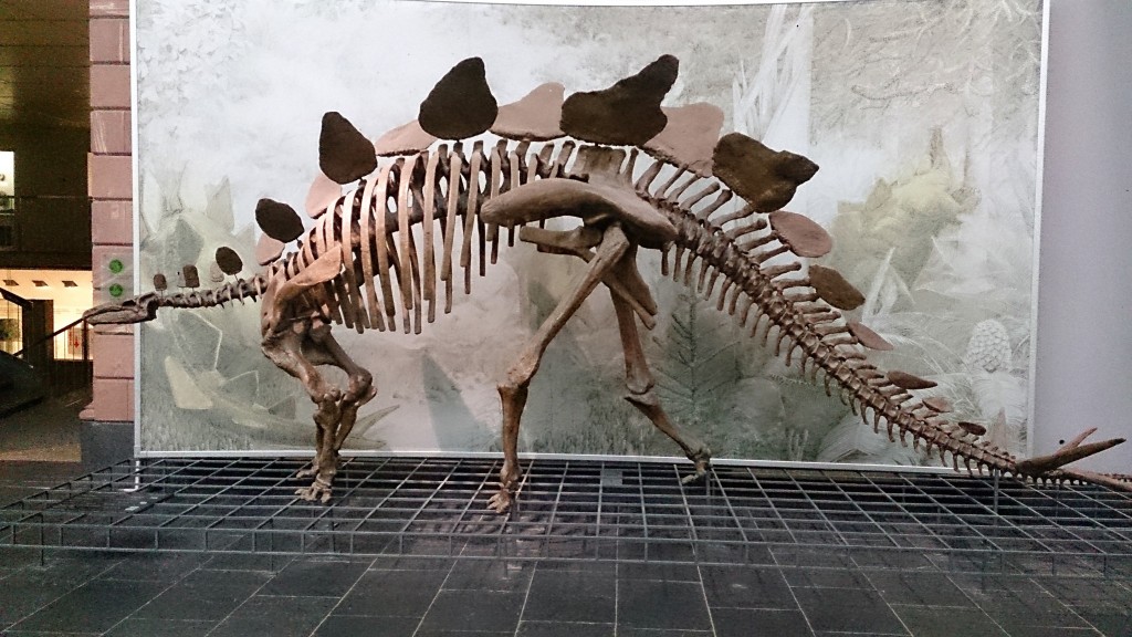 stegasaurus Kelly Senckenberg Musuem in Frankfurt 16