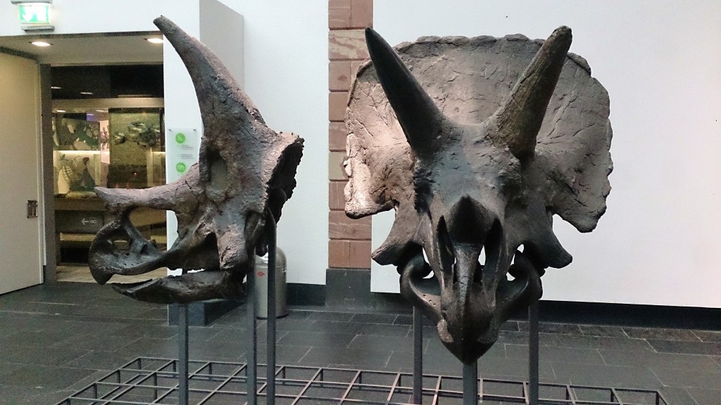 triceratops Kelly Senckenberg Musuem in Frankfurt 16
