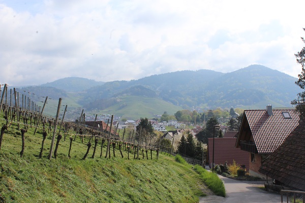 MIG vineyard view Wendy Wine Walks near Stuttgart May 16