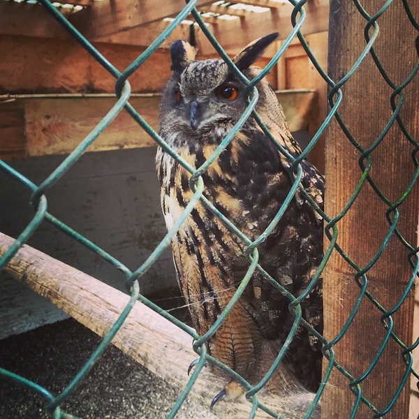 IMG_20160703_225138 Gemma Niederwald Eagle Sanctuary July 16