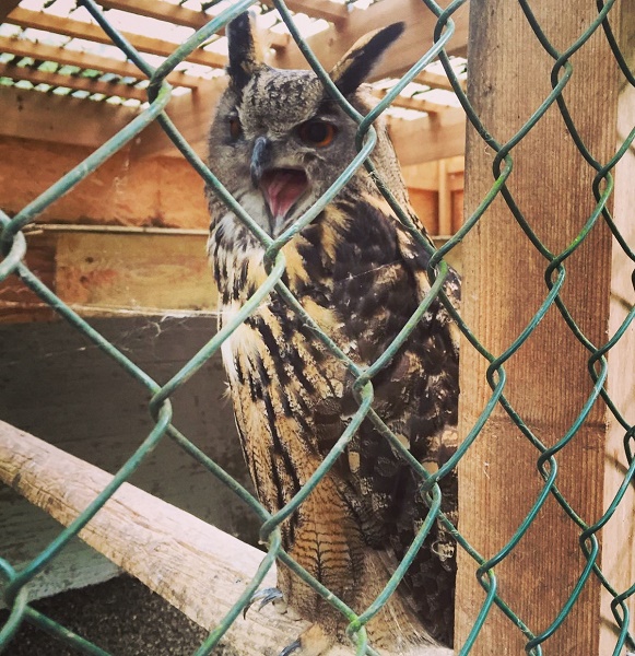 IMG_20160703_225840 Gemma Niederwald Eagle Sanctuary July 16