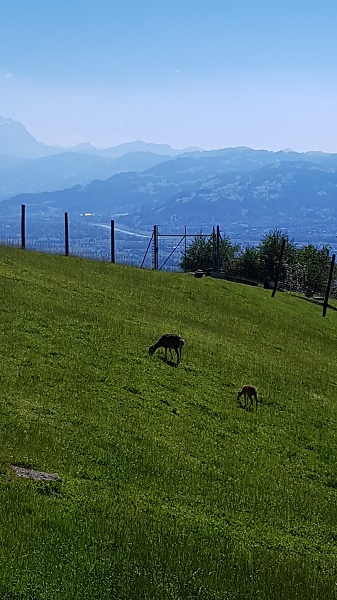 MIG - mountain zoo Wendy The Ultimate Day Trip from Stuttgart July 16